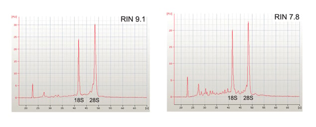 RNA extraction RIN analysis