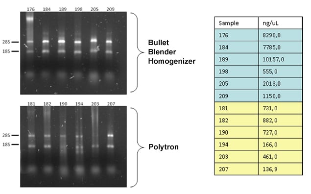 RNA extraction results (gel)