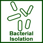 Bacterial Isolation
