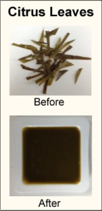 Citrus leaves before and after homogenization