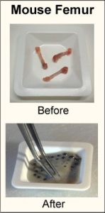 Mouse femur before and after homogenization