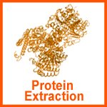 Protein Extraction