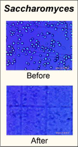 Saccharmoyces before and after homogenization