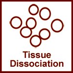 Tissue Dissociation