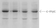 western blot, processed / washed with Freedom Rocker